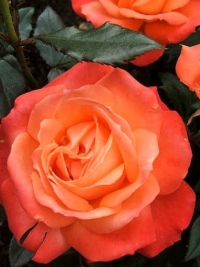Роза чайно-гибридная Angelique (Анжелика)