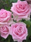 Роза чайно-гибридная Aqua (Аква) - Image1