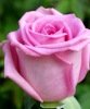 Роза чайно-гибридная Aqua (Аква)