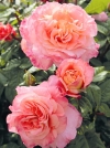 Роза чайно-гибридная Augusta Luise (Августа Луиза) - Image1