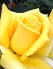 Роза чайно-гибридная Berolina (Беролина)