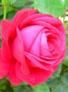 Роза чайно-гибридная Dame de Coeur (Дам де Кер) - Image1