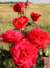 Роза чайно-гибридная Dame de Coeur (Дам де Кер) - Image2