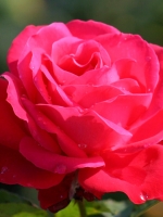 Роза чайно-гибридная Dame de Coeur (Дам де Кер)