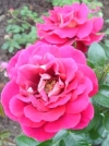 Роза чайно-гибридная Kronenbourg (Кроненбург) - Image2