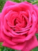 Роза чайно-гибридная Lancome (Ланком)