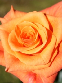 Роза чайно-гибридная Milva (Милва)