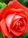 Роза чайно-гибридная Tanor Star (Танор Стар) - Image1
