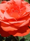 Роза чайно-гибридная Tanor Star (Танор Стар) - Image2
