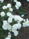 Роза плетистая White American Beauty (Вайт Американ Бьюти) - Image1