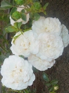 Роза плетистая White American Beauty (Вайт Американ Бьюти) - Image2