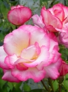 Роза плетистая Handel (Хандель) - Image1