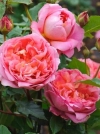 Роза плетистая Pink Mushimara (Пинк Мушимара) - Image1
