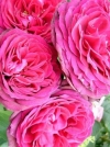 Роза плетистая Pink Mushimara (Пинк Мушимара) - Image2