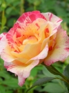 Роза флорибунда Camille Pissarro (Камиль Писсаро) - Image1