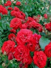Роза флорибунда Cordula (Кордула) - Image1