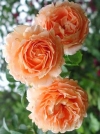 Роза шраб Polka (Полька) - Image2