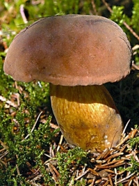 Белый гриб Дубовик