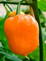 Перец острый Хабанеро оранжевый