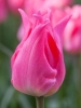 Тюльпан лилиецветный Pretty Love (Притти Лав)