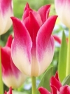 Тюльпан лилиецветный Whispering Dream (Висперинг Дрим) - Image2