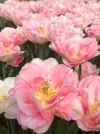 Тюльпан махровий ранній Peach Blossom (Пінк Блосом) - Image1