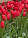 Тюльпан простой поздний Sky High Scarlet (Скай Хай Скарлет) - Image2