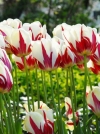 Тюльпан простой поздний World Expression (Ворд Экспрешн) - Image2