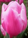 Тюльпан простой ранний Aafke (Афке) - Image2