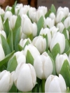 Тюльпан Триумф Agrass White (Аграс Вайт) - Image1