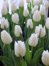 Тюльпан Триумф Agrass White (Аграс Вайт) - Image2