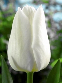 Тюльпан Тріумф Agrass White (Аграс Вайт)