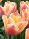 Тюльпан Тріумф Apricot Foxx (Епрікот Фокс) - Image1