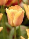 Тюльпан Тріумф Apricot Foxx (Епрікот Фокс) - Image2