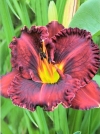 Лилейник гибридный Purplelicious (Пеплишес) - Image1