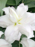 Лилия Восточные гибриды (ориентали) Lotus Beauty (Лотос Бьюти)