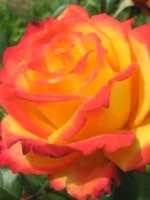 Роза плетистая Color Miracle (Колор Миракл)