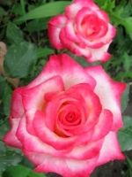 Роза чайно-гибридная Attraсta (Атракта)