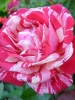 Роза чайно-гибридная Papageno (Папагено)