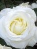 Роза чайно-гибридная Tineke (Тинеке)