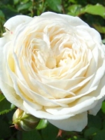 Роза шраб Artemis (Артемис)