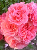 Роза плетистая Pink Beauty (Пинк Бьюти)