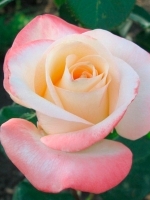 Роза чайно-гибридная Belle Perle (Белла Перл)
