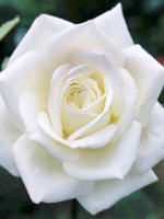 Роза чайно-гибридная Polarstern (Поларстерн)