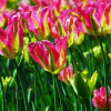 Тюльпан зеленоцветковый Virichic - Image1