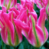 Тюльпан зеленоцветковый Virichic - Image2