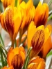 Крокус ботанический Orange Monarch (Оранж Монарх)