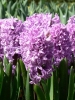 Гиацинт садовый Purple Pride (Перпл Прайд)