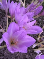 Пізньоцвіт чудовий Lilac Bedder (Лилак Біддер)