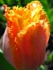 Тюльпан бахромчатый Lambada (Ламбада)